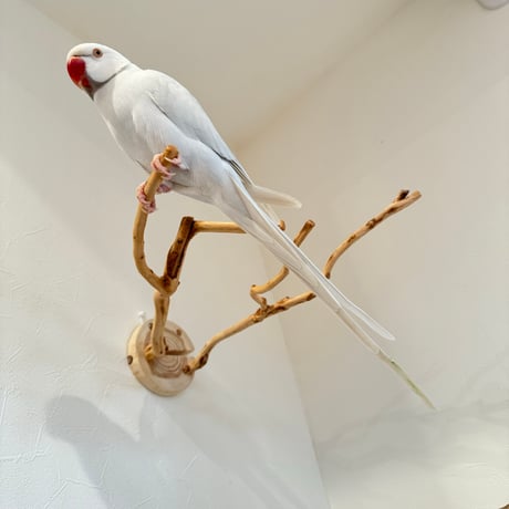 ピノキオの鼻 ② お鼻2本