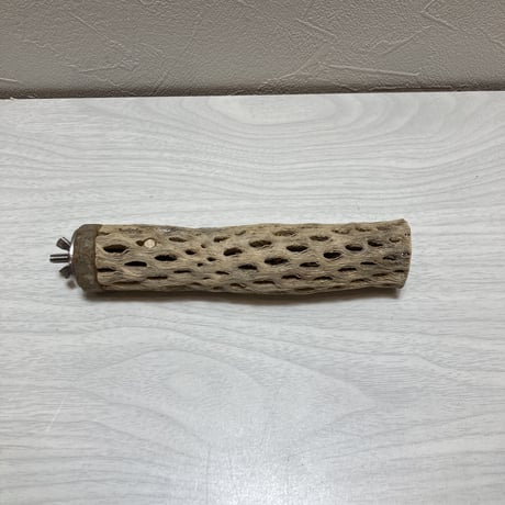 カクタスパーチ⑦極小2-3㎝長さ15㎝