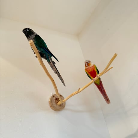桧のピノキオの鼻①