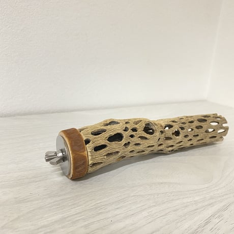 カクタスパーチ⑤ 極小サイズ 直径（約2-3cm）長さ/18cm