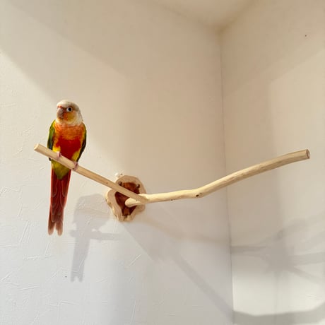 桧のピノキオの鼻 ⑥