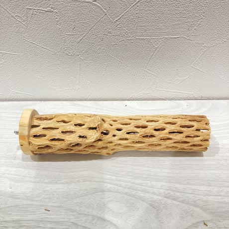カクタスパーチ中② 直径約5cm 長さ20cm