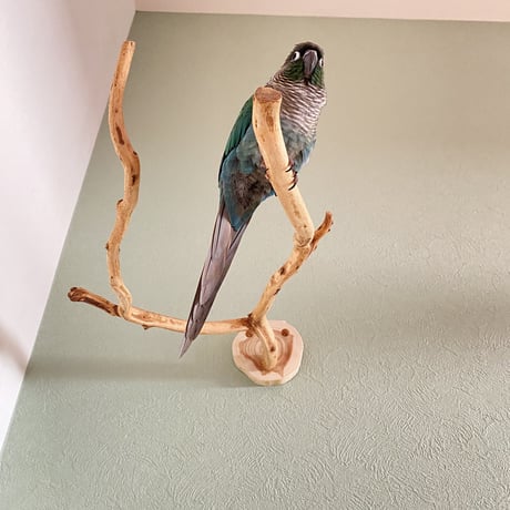 ピノキオの鼻⑤