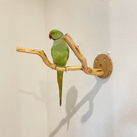ピノキオの鼻 ⑤
