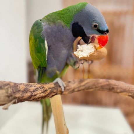 天然素材のおもちゃ ガジガジゴボウ 3本セット【インコのおもちゃ】