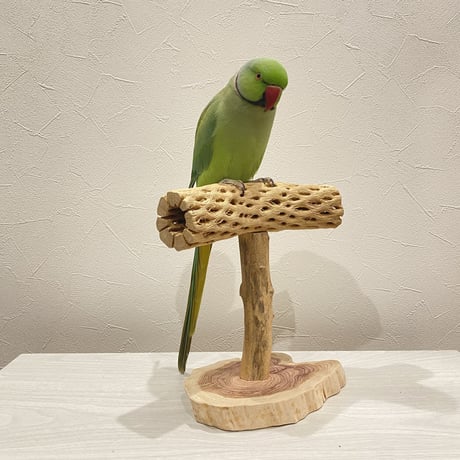 カクタスのスタンドパーチ③　パーチ長さ20cm／高さ20.5cm
