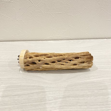 カクタスパーチ【13】小 直径約3-4cm/15cm