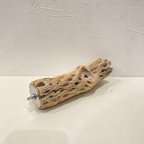 カクタスパーチ⑪  直径約5cm/長さ19.5cm