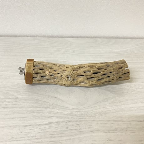 カクタスパーチ⑥ 小サイズ 直径（約3-4cm）長さ/16cm