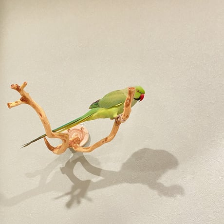 ピノキオの鼻 ④