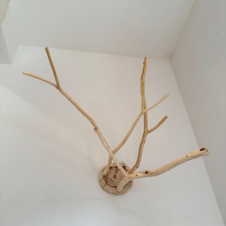 桧のピノキオの鼻 ⑥ お鼻3本