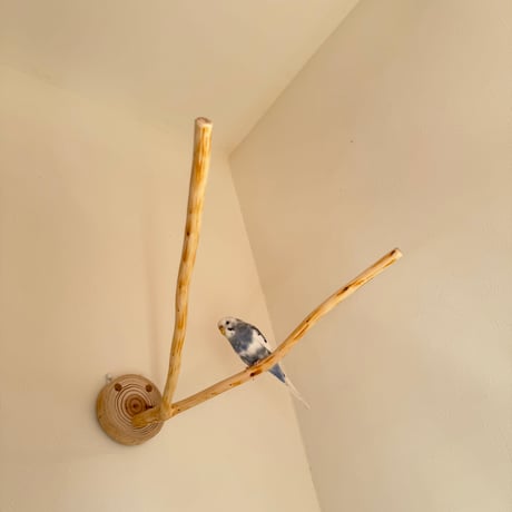 桧のピノキオの鼻 ⑥