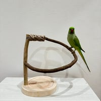 ツタのぐるりんスタンドパーチ②　カクタス付き