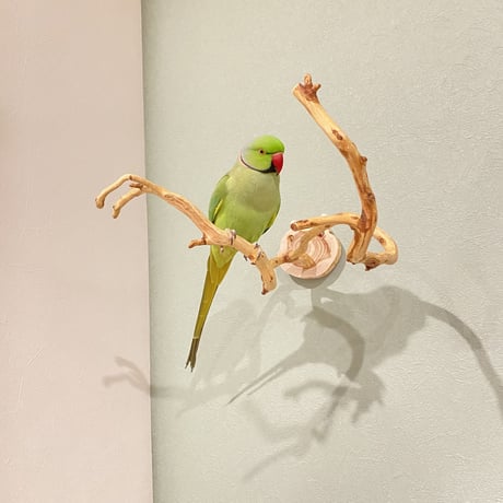 ピノキオの鼻 ②