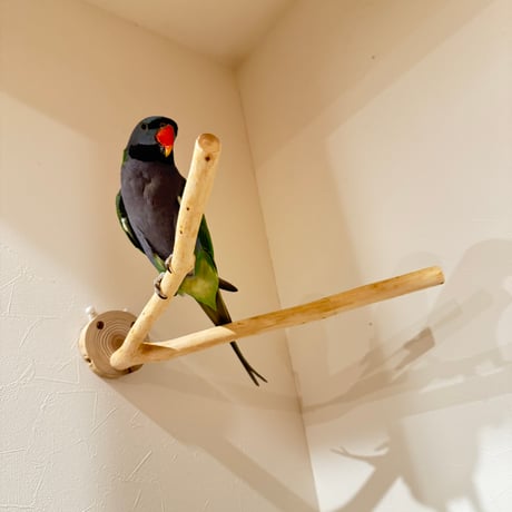 桧のピノキオの鼻 ②  【自然木 天然木 止まり木 インコ オウム】