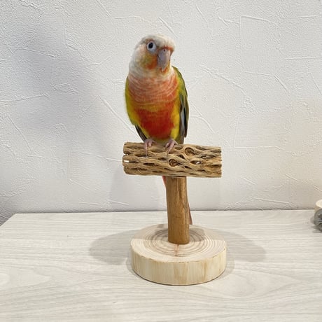 【体重測定用】カクタスのスタンドパーチ①　パーチ長さ10cm／高さ約10cm