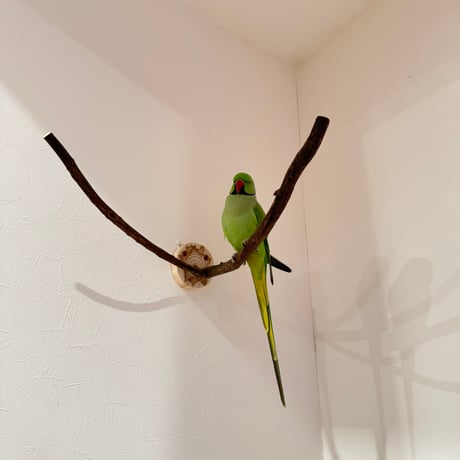 ツタのピノキオの鼻【A】