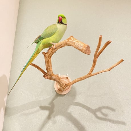 ピノキオの鼻 ④  中型から大型用
