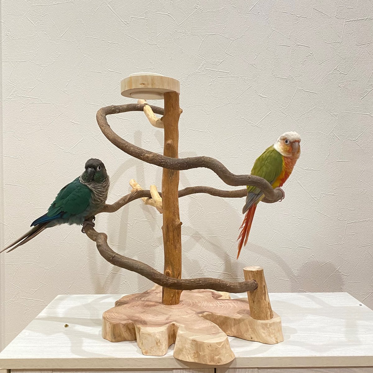 小動物⚪︎○◯Natural tree1-2-3⚪︎○◯バードアスレチック インコ 小動物⚪︎○◯Natural tree1-2-3⚪︎○◯バードアスレチック