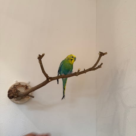 トウカエデのピノキオの鼻【E】