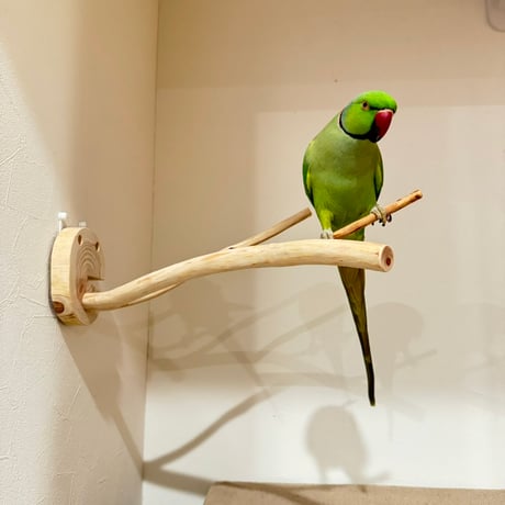 桧のピノキオの鼻 ②