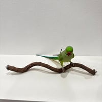 自然木（ツタ）うねうねパーチ④  HOEI465 直径約1.9~2.2cm/長さ44cm