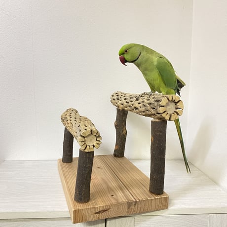 カクタススタンドパーチ 中型さん用