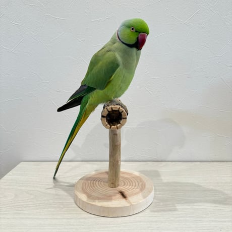 【体重測定用】カクタスのスタンドパーチ①　パーチ長さ16cm／高さ17cm
