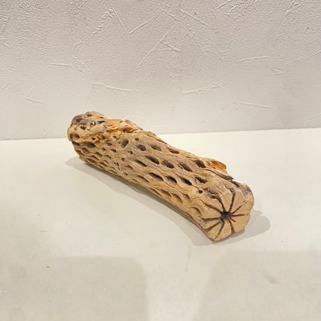 カクタスパーチ⑤ 直径約4~5.5cm/長さ20cm