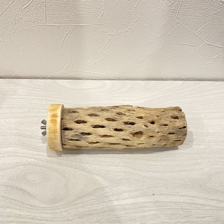 カクタスパーチ⑯ 中直径約5.5cm/15cm