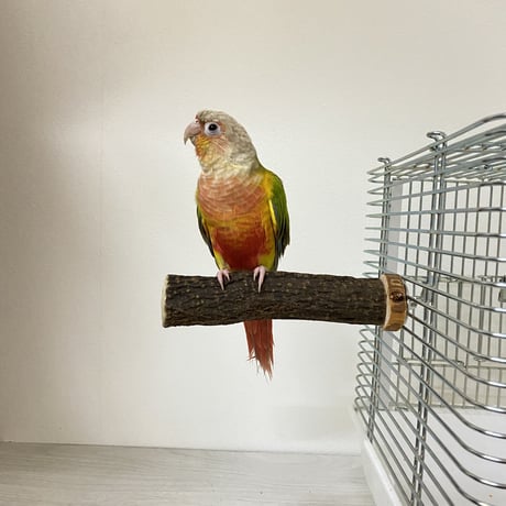 自然木（ツタ）のパーチM④　直径3cm／長さ15cm