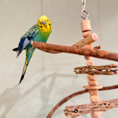 コトリのなる木ミニミニカスタム　ツタのつり下げバードアスレチック【文鳥 インコ 自然木 止まり木】