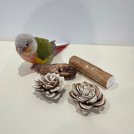 鳥用品 止まり木 カクタス スケルトン パーチ 太めNo.239 鳥用品