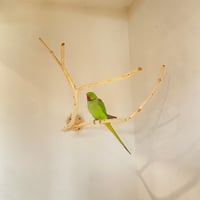 桧のピノキオの鼻 ⑦　【インコ・小鳥のおもちゃ　自然木の止まり木】