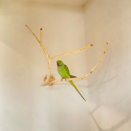 桧のピノキオの鼻 ⑦　【インコ・小鳥のおもちゃ　自然木の止まり木】