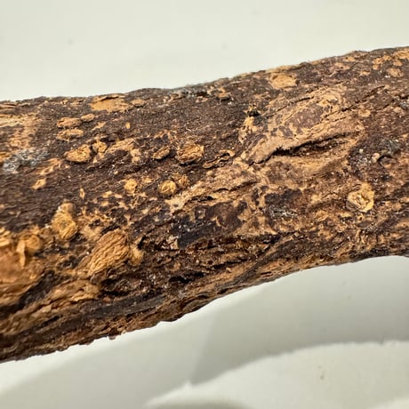自然木（ツタ）パーチ 直径約3cm/長さ20cm