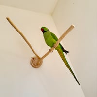 桧のピノキオの鼻 ④