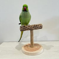 【体重測定用】カクタスのスタンドパーチ②　パーチ長さ16cm／高さ17cm