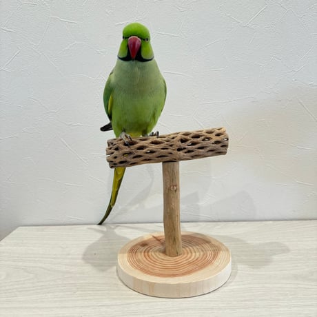 【体重測定用】カクタスのスタンドパーチ②　パーチ長さ16cm／高さ17cm