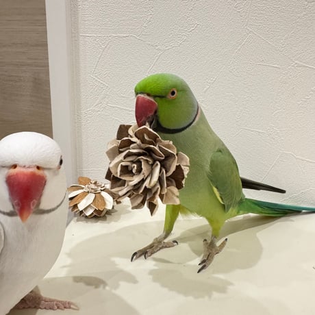 天然素材のおもちゃ 齧れるお花 バラエティ 6個セット【インコのおもちゃ】ー