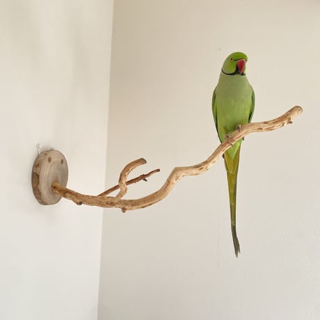 ピノキオの鼻 ⑤