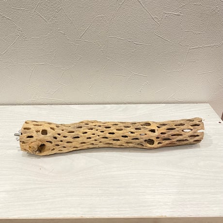 カクタスパーチ【K】直径4~5cm/長さ30cm