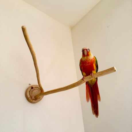 桧のピノキオの鼻 ④