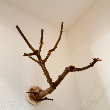 トウカエデのピノキオの鼻【D】