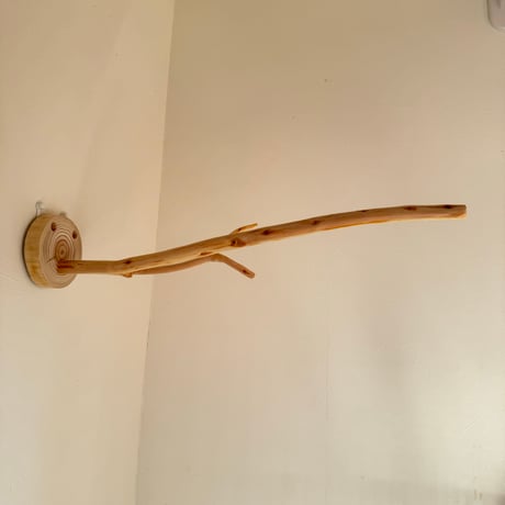 桧のピノキオの鼻 ③