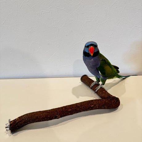 大型インコ オウム用 カクタスパーチ 手作り 【公式通販】