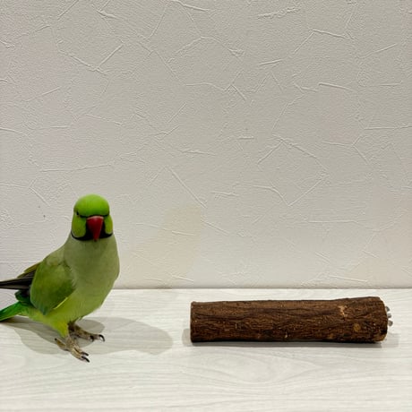 自然木（ツタ）パーチ① 直径3.8cm/長さ20cm