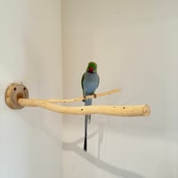 桧のピノキオの鼻 ⑫
