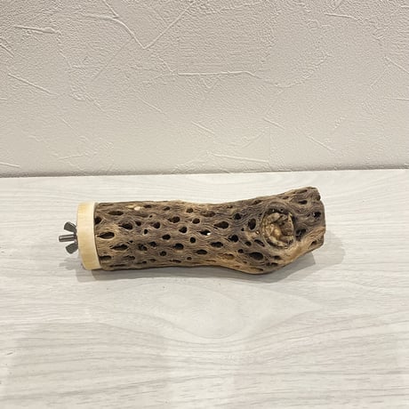 カクタスパーチ【12】小 直径約3-4cm/15cm