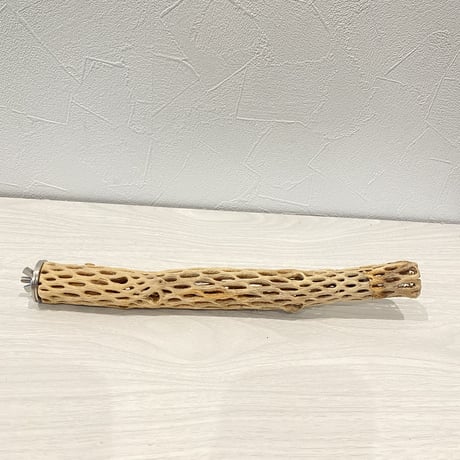 カクタスパーチ③  極小 直径約3cm/27cm